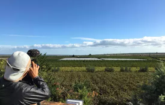 Nippon Television a Loconia.