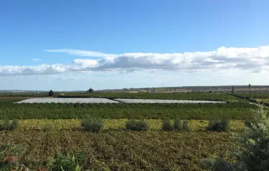 Agro di Canosa di Puglia