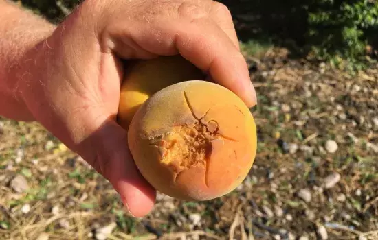 Canosa - Grandinata del 10 luglio 2019