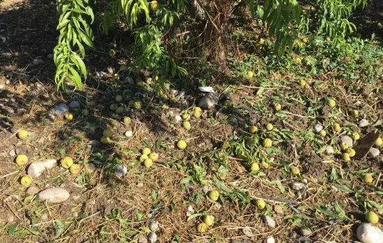 Canosa - Grandinata del 10 luglio 2019