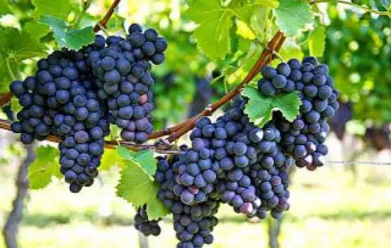 Canosa - Orario di servizio per Vidimazione MVV ex DoCo. 