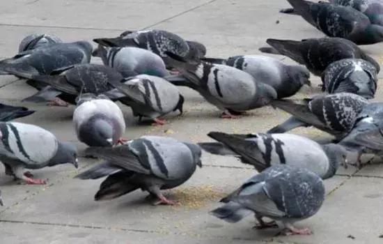 Canosa di Puglia - ordinanza