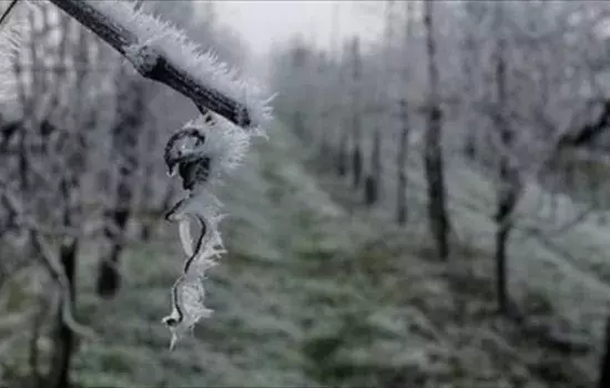 Canosa di Puglia - Gelate 2020