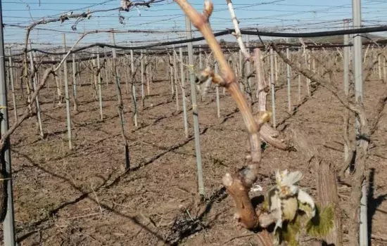 Canosa di Puglia - Gelate 2021