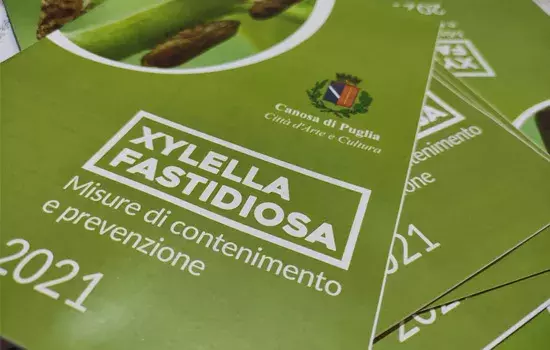 xylella