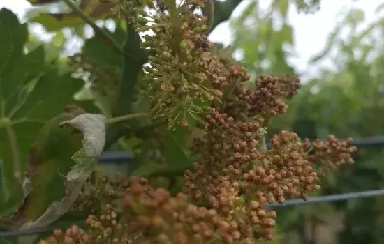  La peronospora, fra le malattie più pericolose che colpisce appunto l’uva, è un fungo in grado di attaccare in maniera aggressiva e incontrastabile le viti nonostante trattamenti fitosanitari