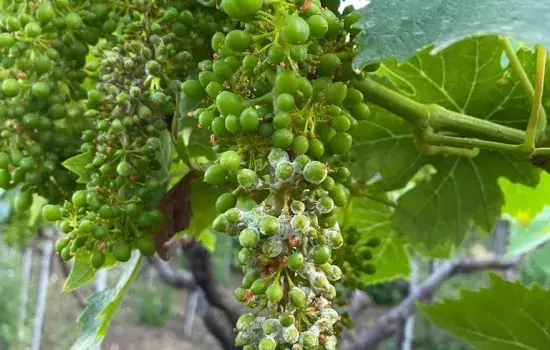 Si rende disponibile l’allegato modello da consegnare o via PEC all’indirizzo protocollo@pec.comune.canosa.bt.it o all’Ufficio Protocollo del Comune di Canosa di Puglia.