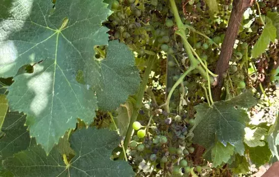 Si è provveduto a portare gli ispettori in più zone del territorio proprio a dimostrazione di quanto il danno causato ai nostri vigneti è ingente con ripercussioni su tutta l’economia della nostra città.