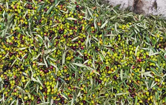 Delle 33 richieste di riconoscimento presentate, solo 16 sono state accettate, di cui 3 proposte dall’Amministrazione Malcangio