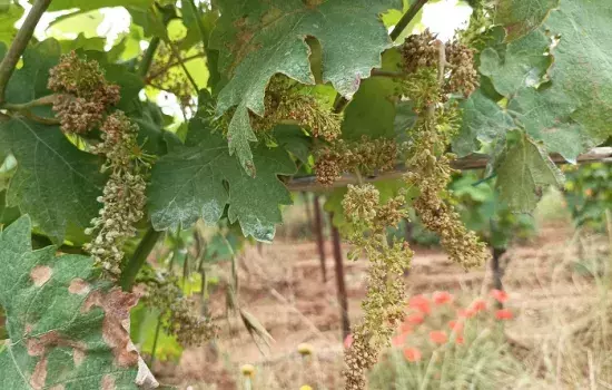 «Siamo soddisfatti dell’evoluzione positiva delle nostre richieste – afferma la consigliera comunale Lucia Masciulli -. Abbiamo accolto le istanze degli agricoltori, affiancandoli in una battaglia che è anche la nostra e di tutta la cittadinanza»
