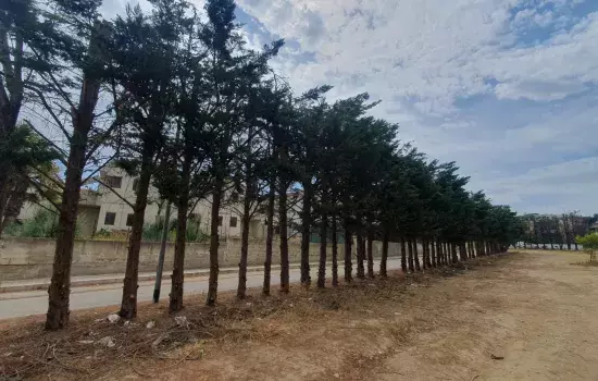 Gli interventi, che continueranno prossimamente, intendono assicurare – afferma l’Assessore al Verde Pubblico Saverio Di Nunno - un maggior decoro preservando la pulizia e la vivibilità della città. Si raccomanda per questo alla cittadinanza di collaborare a questo processo, rendendo ancor più presentabile l’intero contesto cittadino».