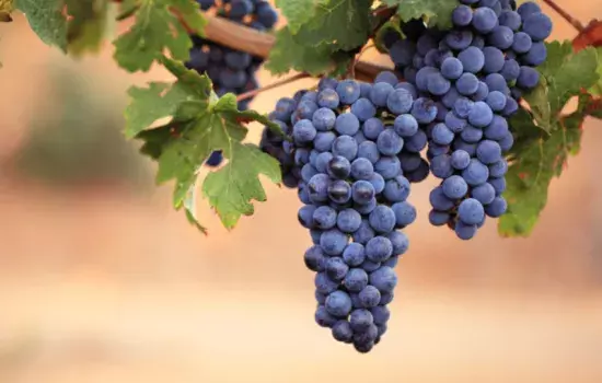 Nelle aperture straordinarie del sabato e della domenica, l’ufficio sarà aperto al pubblico presso l’Ufficio Elettorale ubicato al piano terra di Palazzo San Francesco